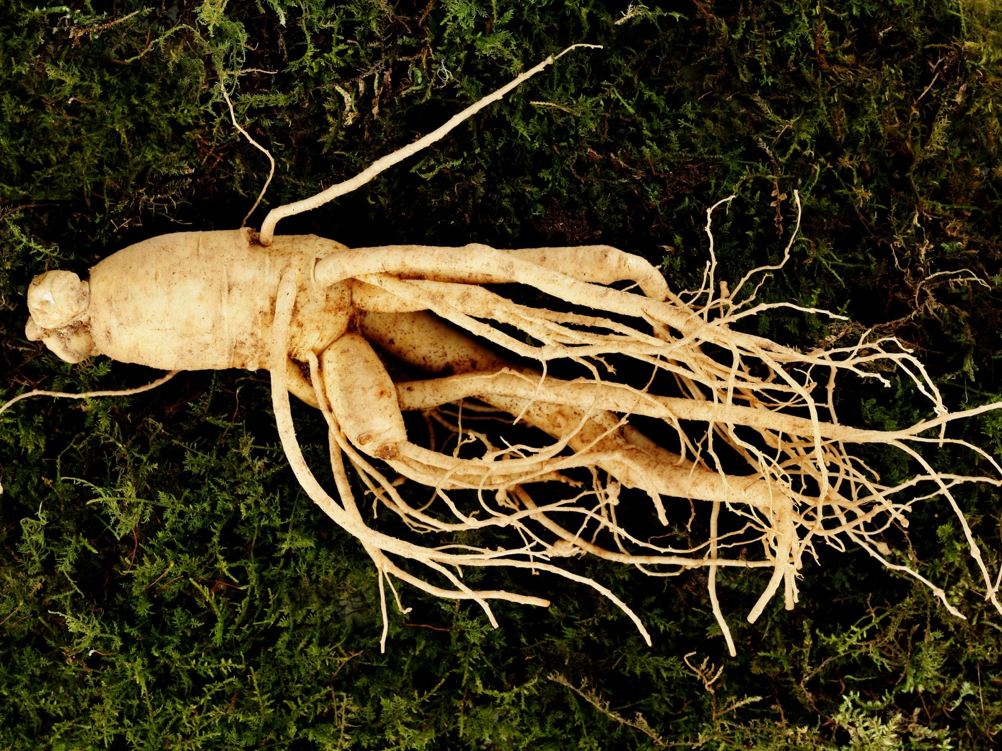 7 Benefits of Ginseng for Your Immune System YouFro