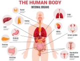 How the Body Works? Guide 2023