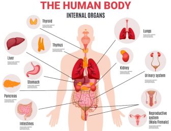 How the Body Works? Guide 2022